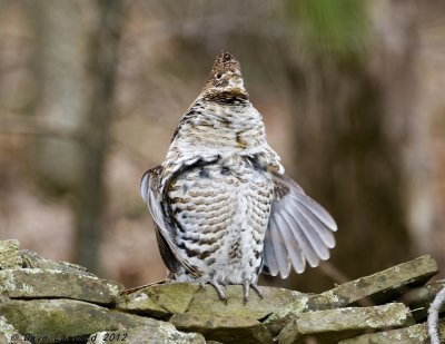 DSC_2996.jpg