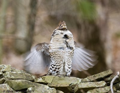 DSC_3013.jpg