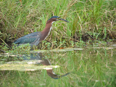 greenheron1_resize.jpg