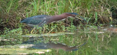 greenheron2_resize.jpg