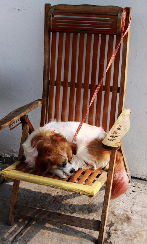 smart dog