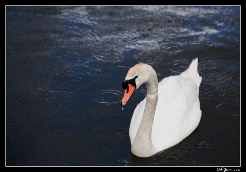 swan song