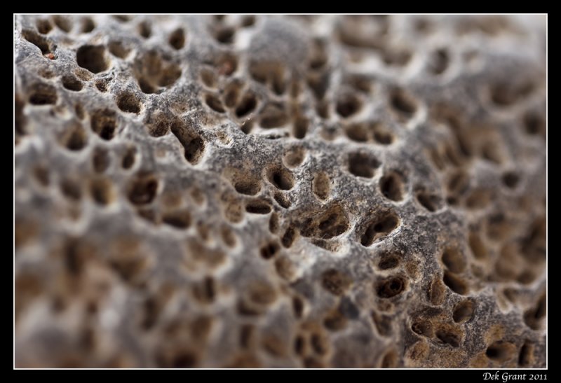 fossilized