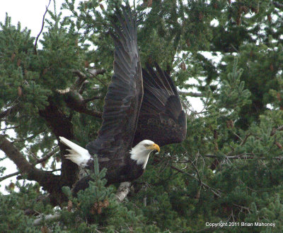 Eagle at Take Off   card # 015