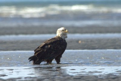 Eagle on Tide Flat  card #020