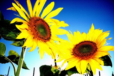 Sun Flowers  card # 283