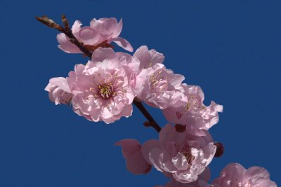 Cherry Tree Blossoms