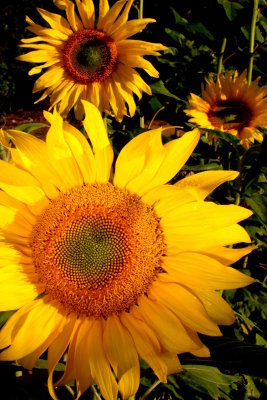 Sun Flowers  card # 291