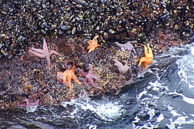 Star Fish and Razor Clams  card #  268