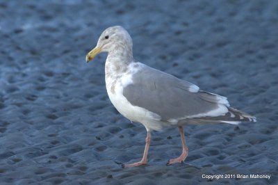 Seagull on Tide Flat  card # 054