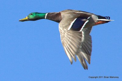 Mallard Duck in Flight  card # 047