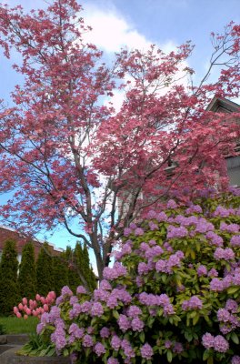 Spring Blossoms and Rhododendron
