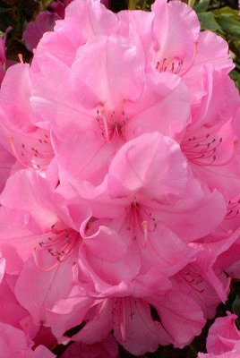 Rhododendron             card # 222