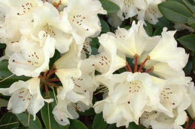 White Rhododendron  card # 221