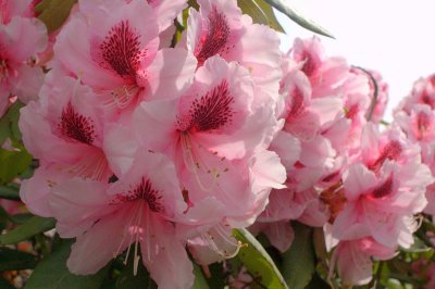 Pink Rhododendron  card # 218