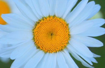 Daisy  card # 209