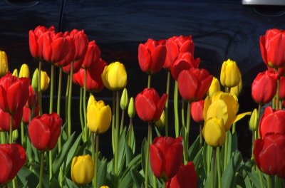 Tulips  card # 208