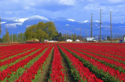 Tulip Field 1  card # 207