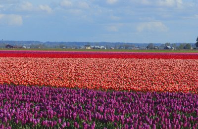 Tulip Field 2  card # 206