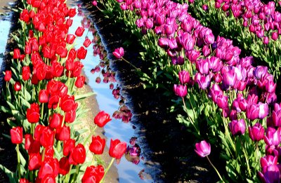 Tulip Field 3  card # 210
