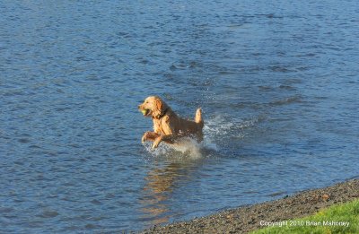 Golden Retriever  card # 257