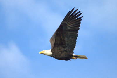 Eagle in Flight   card # 009*/006*