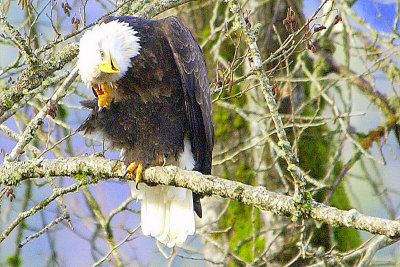 Eagle Scratching Head  card # 330