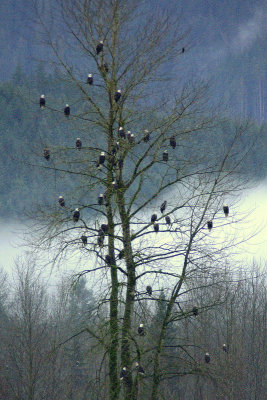 Eagle Tree 1  card # 172