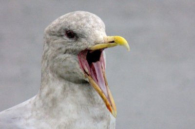 Seagull Talking    card # 309