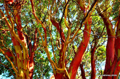 Madrona Tree 2  card # 075