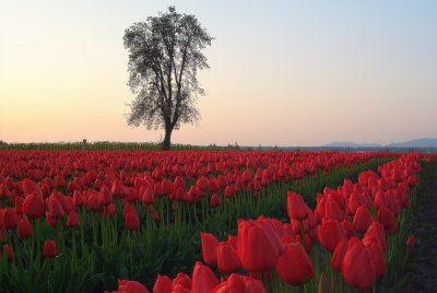 Tulip Field 5  card # 296