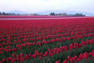 Tulip Field Twilight   card # 225
