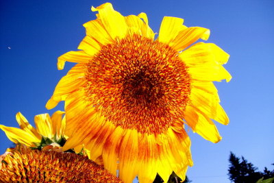 Sun Flower  card # 287