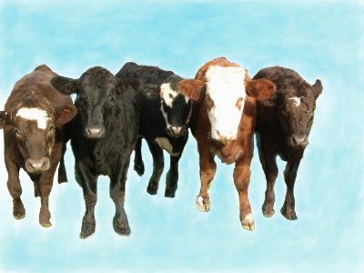 Cows  card # 125