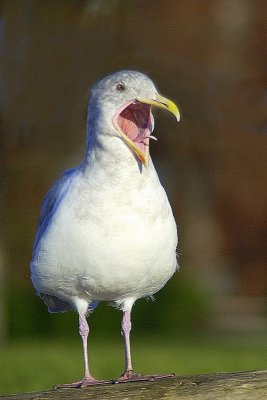 Seagull and Tongue  card #160