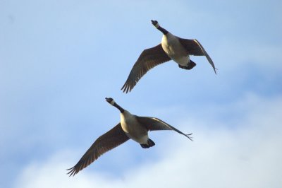 Canadian Geese in Flight