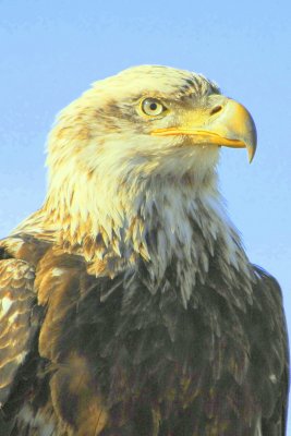 Eagle   card  #  034