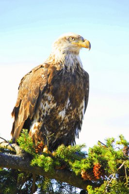 Eagle Sitting in Tree Top  card # 035