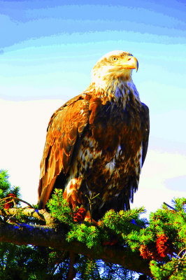 Eagle Sitting in Tree Top 2   card   # 036