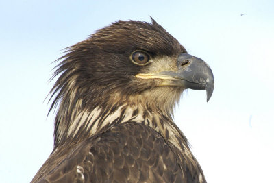 Immature Bald Eagle Head Shot    card # 108