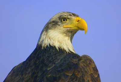 Eagle Head and Shoulders   card # 044