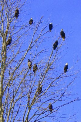 11 Eagles in Tree  card # 110
