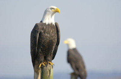 Stately Eagle on Pole  card  #  040