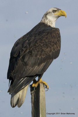  Eagle on Pole  card #  329*