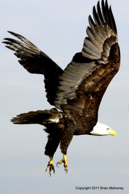  Eagle in Flight Cropped  card # 001