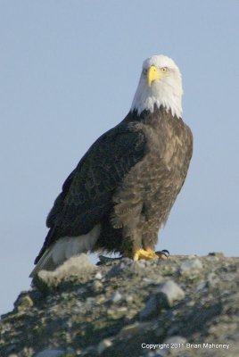 Eagle Sitting on Ground