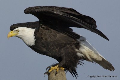 Eagle Readying for Take Off   card # 113
