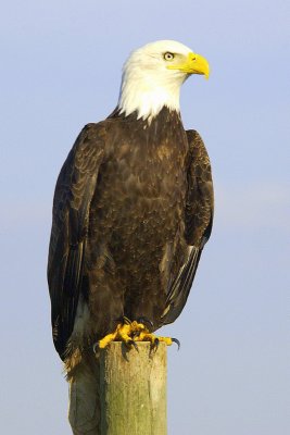 Eagle on Pole  card # 043