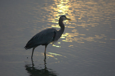 Heron at Twilight   card  #  274