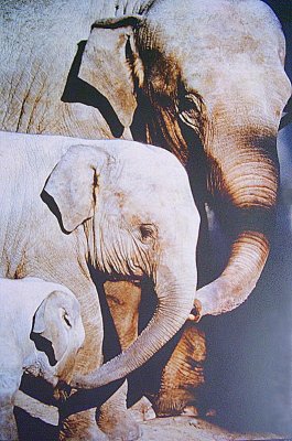 Elephant Family  card # 299